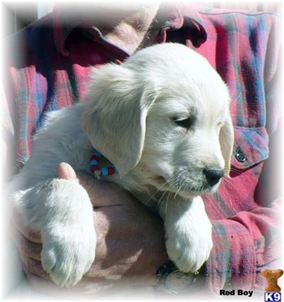 Hearts of Gold male Pup