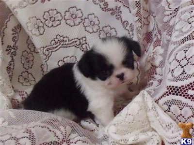 Japanese Chin pups