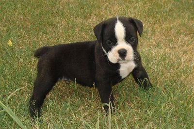 Olde English Bulldog and Mini Bulldog pups