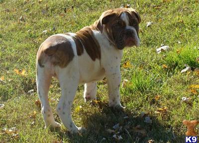 Livernose Olde English Bulldog  11 weeks old 