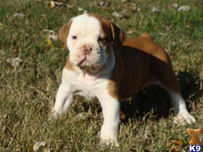 6 wk old livernose male