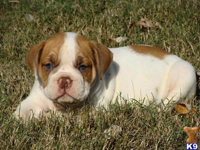 6 week old Livernose male