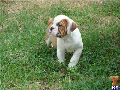 21 week old male Olde English Bulldog pup