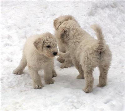 Sweet Female Komondor puppy