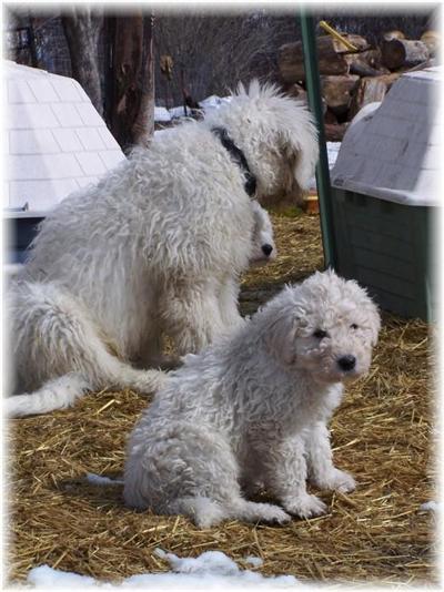 Huge male Komondor puppy