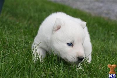 Adorable Pure White Male Puppy