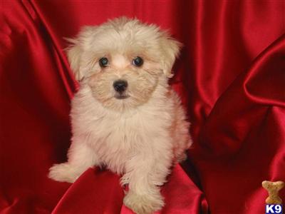 AKC Maltese - Pending