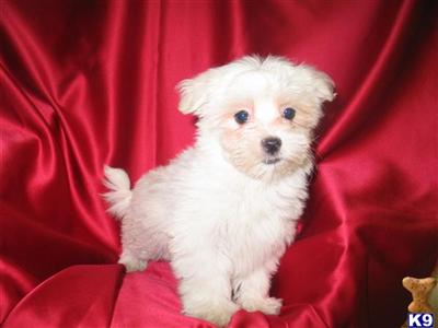 AKC Zeb
