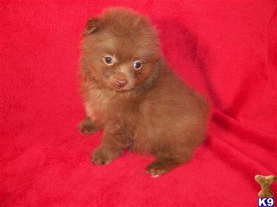 AKC Chocolate Male
