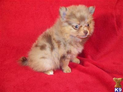 AKC Chocolate Merel Female