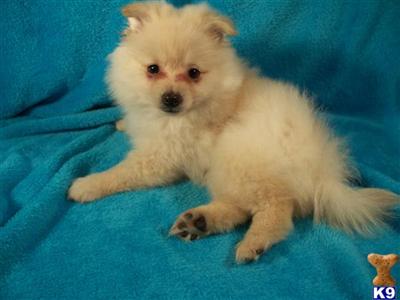 CKC Cream Male