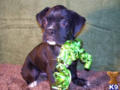 Stunning Black Boxer Boy