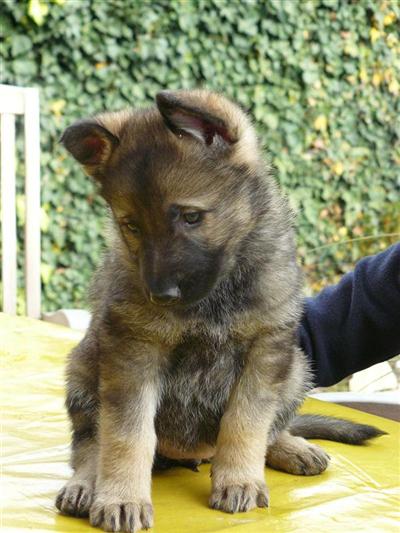 Working line puppy female