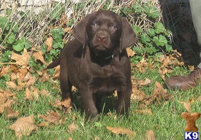 Lab/GSP Green Collared Male