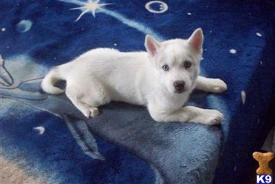 ISABELLAWHITE FEMALE, BLUE EYES