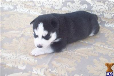 BLACK/WHITE MALE, BLUE EYES