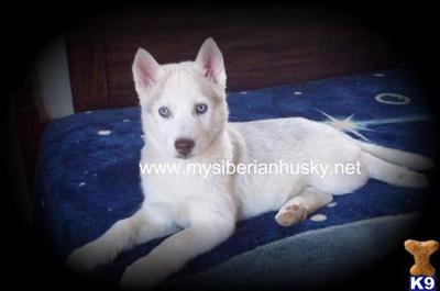 SIBERIAN HUSKY PUPPIES