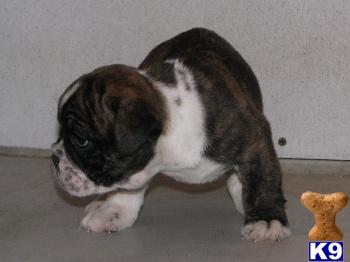 Olde English Bulldogge Puppy for Sale