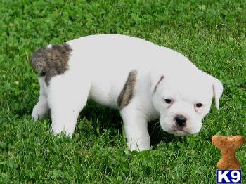 Olde English Bulldogge Puppy for Sale