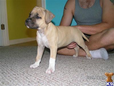 Beautiful, Well Tempered Pups 