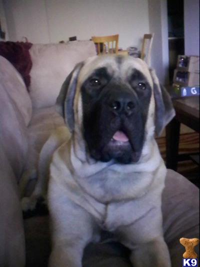 Brody