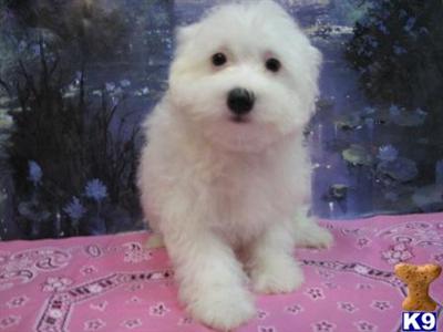FULL OF LOVE ~~ MINK ~~