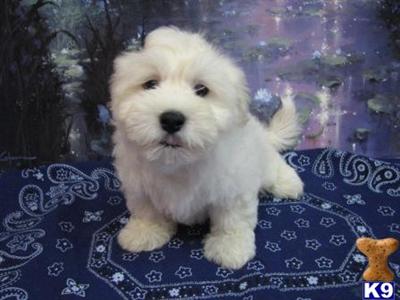 ADORABLE LIL GUY ~~ CHEYENE ~~