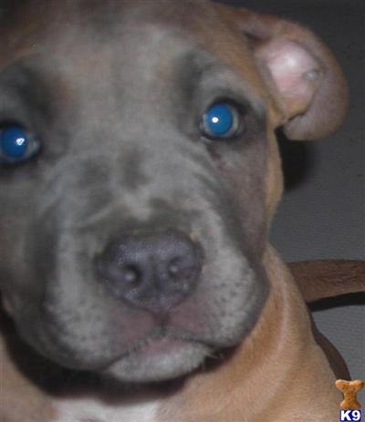 Purple Ribbon Bred Razors Edge Blue Nose Pit Bull Puppy for Sale