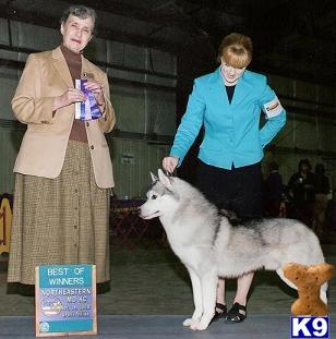 AKC Siberian Husky Puppies