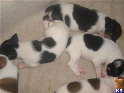 NEW BABIES FOR SALE ONLY ONE LEFT