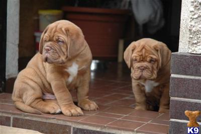 EXCELLENT PUPPIES FOR SALE-LAST 3 MALES