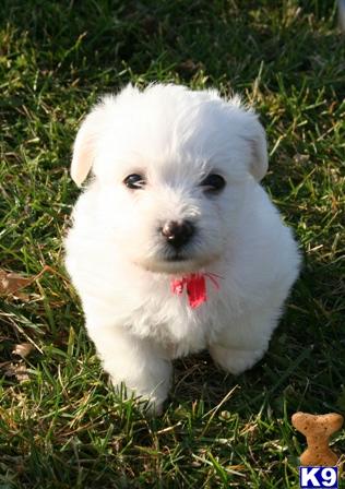 Designer Dogs, Not Designer Prices