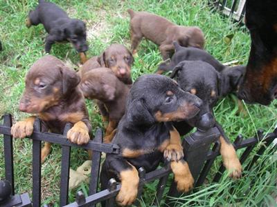AKC Dobermans Puppies FREE SHIPPING IN USA