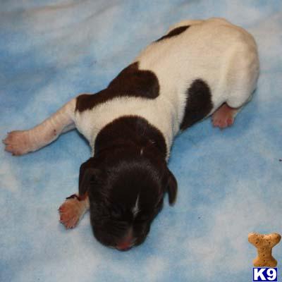 AKC GSP from Pointers of the Valley-9 MALES AVAILABLE NOW