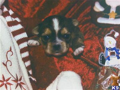 Registered Shorkie Female #1