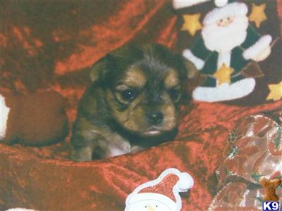 Registered Shorkie Female #2