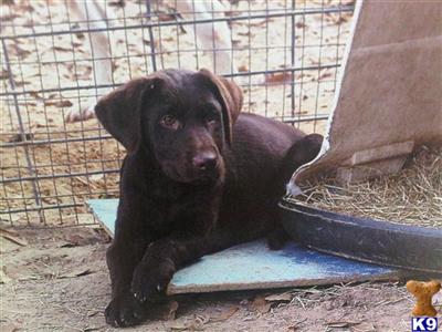 Chocolate Male - Blue Collar