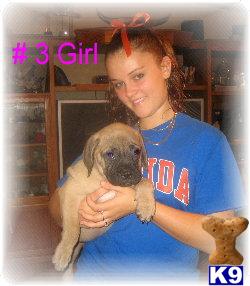 Bullmastiff Puppies For Sale