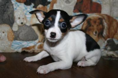 Alice in Wonderland.. Black tri female