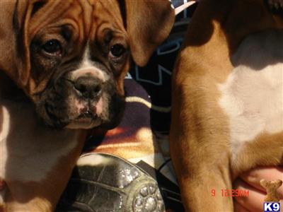 AKC Boxer Puppys