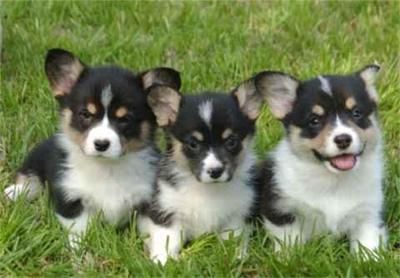 AKC Pembroke Welsh Corgi pups