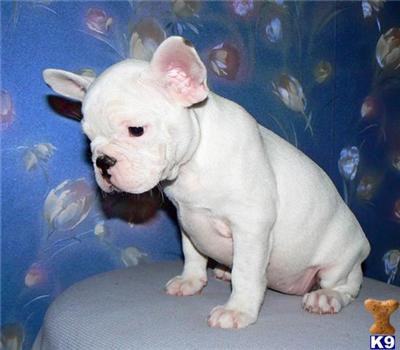 Beautiful White frenchie