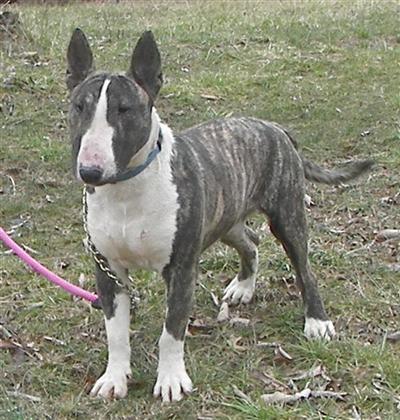 BuSTeR