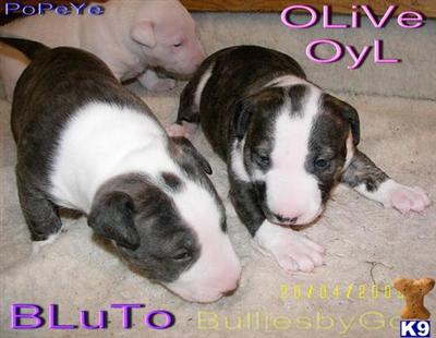 BLuTo Bull Terrier Male