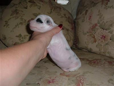 AKC Chinese Crested 