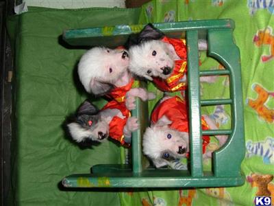 Chinese Crested pupsfor sale