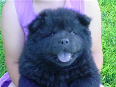 AKC Chow Chow Puppy