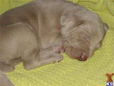 SOLD AKC WEIMARANER PUPPIES