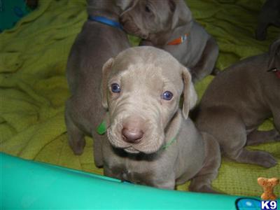 SOLD AKC WEIMARANER PUPPIES 