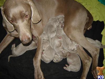 SOLD Weimaraner  Puppies   